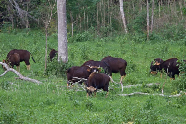 Гаур в природной среде обитания в Таиланде — стоковое фото