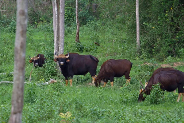 Gaur im naturraum thailand — Stockfoto