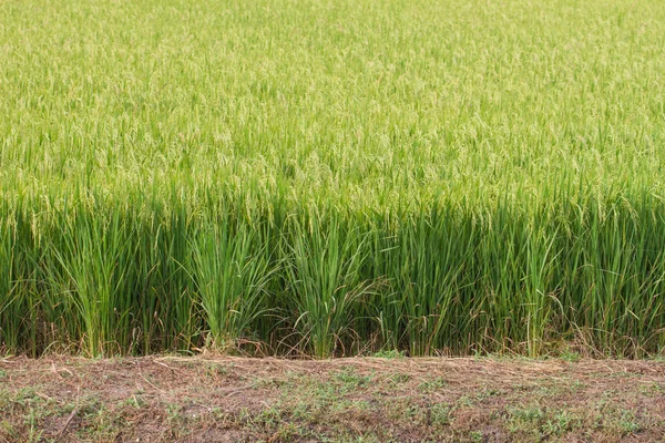 Primer plano del campo de arroz verde —  Fotos de Stock