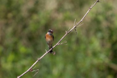 güzel erkek Doğu Stonechat