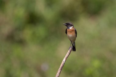 güzel erkek Doğu Stonechat