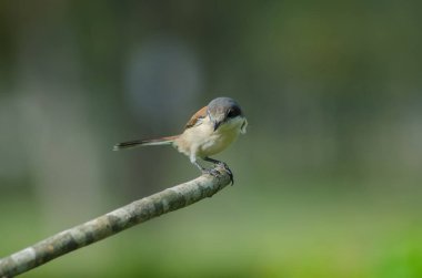 Bir dalda tıraşlama Birmanya örümcek kuşu erkek