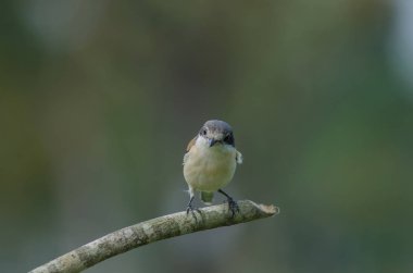 Bir dalda tıraşlama Birmanya örümcek kuşu erkek