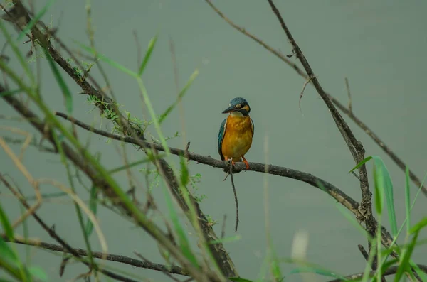 Dalda tıraşlama ortak arası kingfisher — Stok fotoğraf