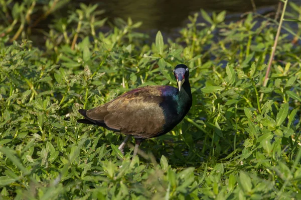 Pássaro Jacana alado em bronze caminhando na natureza — Fotografia de Stock