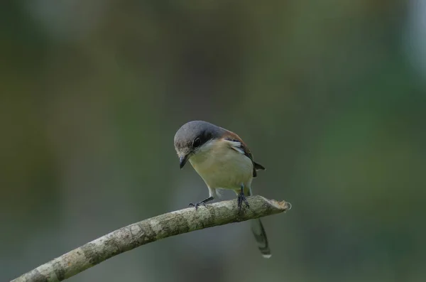 Pie-grièche birmane femelle perchée sur une branche — Photo