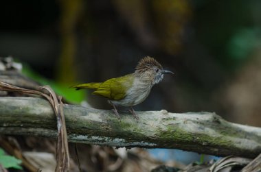 Doğada dağ bülbül (Ixos mcclellandii)
