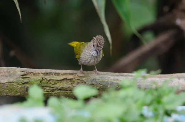 자연에서 산 Bulbul (Ixos mcclellandii) — 스톡 사진