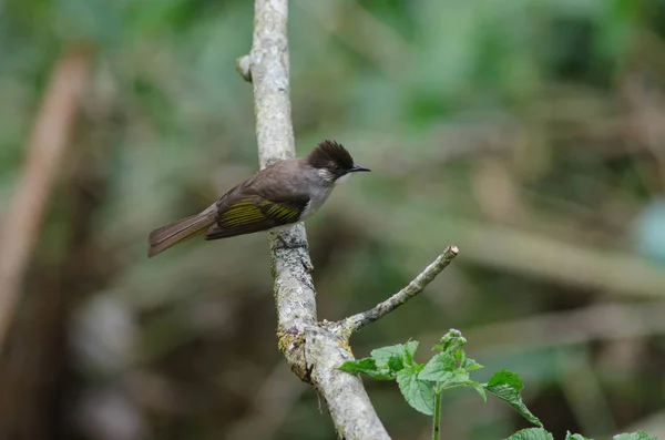 Ashy Bulbul posado en la rama —  Fotos de Stock