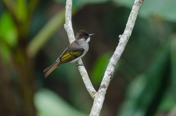 회색 Bulbul 지점에 그친 — 스톡 사진