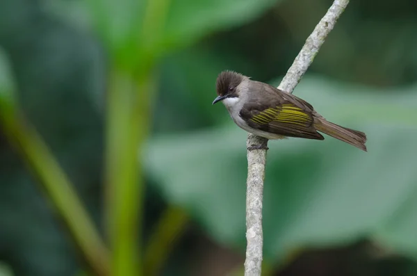 Ashy Bulbul appollaiato sul ramo — Foto Stock