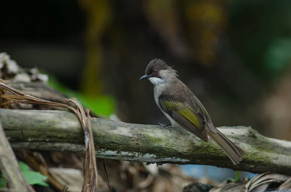 Ashy Bulbul posado en la rama — Foto de Stock