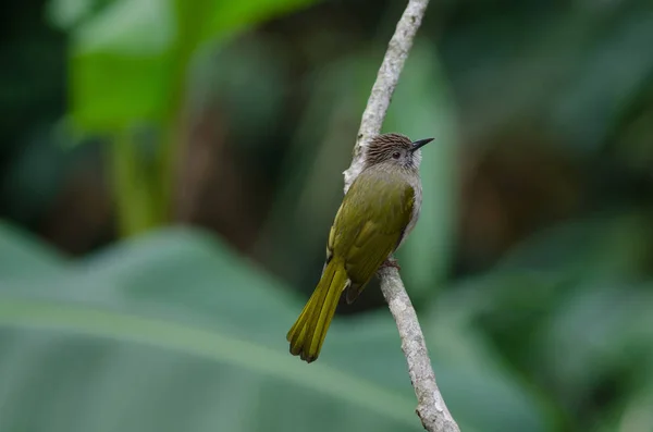 Berg bulbul (ixos mcclellandii) in der Natur — Stockfoto