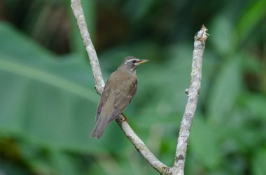 Kaşlı ardıç kuşu (Turdus gizler)