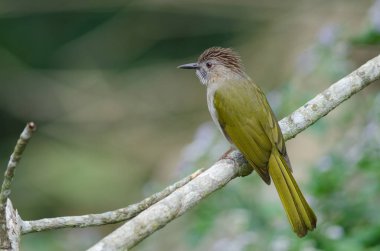 Doğada dağ bülbül (Ixos mcclellandii)