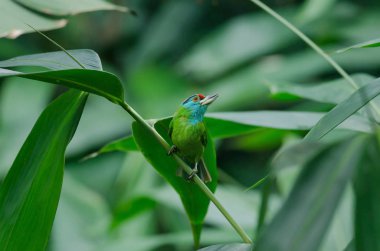 Mavi boğazlı kaniş ağaçta tıraşlama