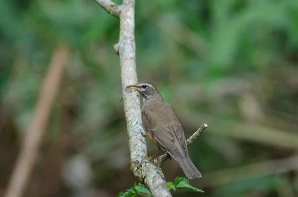 Eyebrowed Thrush Bird (Turdus obscures) ) — стоковое фото