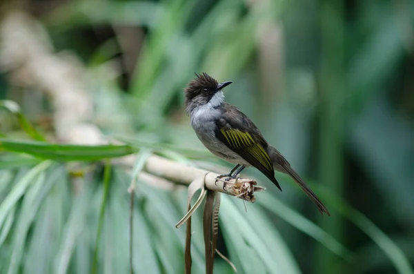 회색 Bulbul 지점에 그친 — 스톡 사진