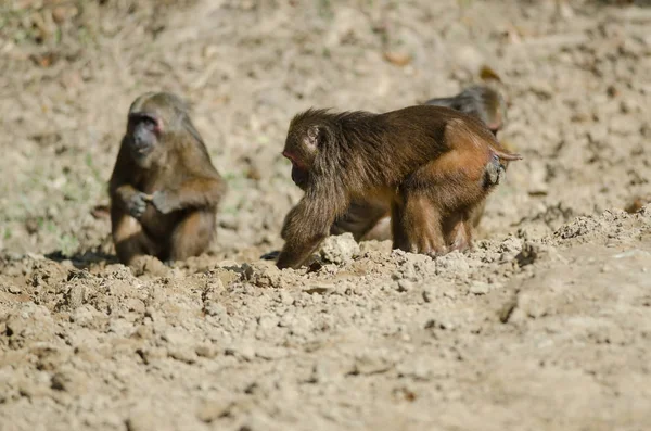 Macaco de cola de muñón (Macaca arctoides ) — Foto de Stock