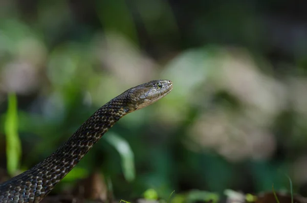 Checkered Keelback snake in forest — Stock Photo, Image