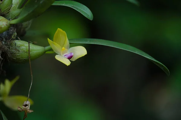 Rare species wild orchids Bulbophyllum sillenianum — Stock Photo, Image
