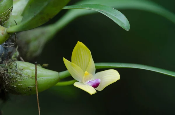 Rare species wild orchids Bulbophyllum sillenianum — Stock Photo, Image