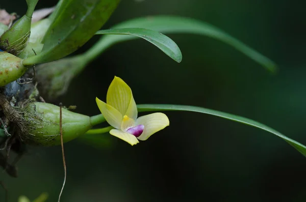 Rare species wild orchids Bulbophyllum sillenianum — Stock Photo, Image