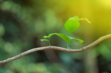 Yeni yaprak ve sun ray