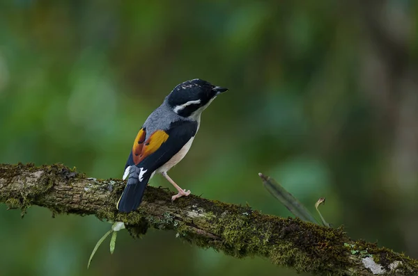 Blyth's Shrike-babbler sur l'arbre — Photo