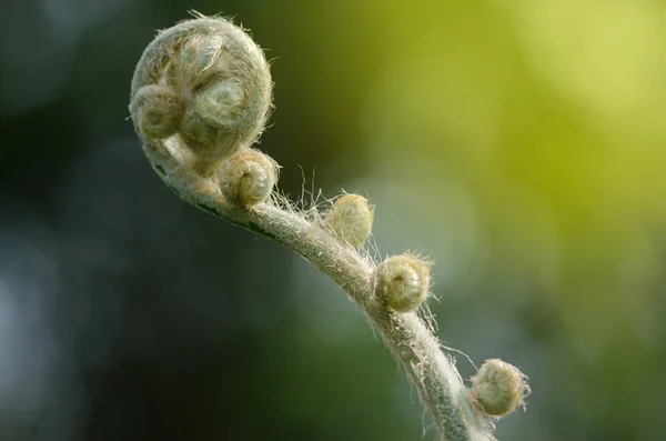 New sprouts of the fern — Stock Photo, Image