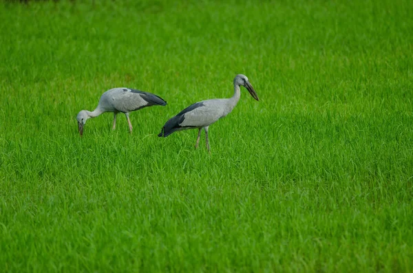 Cigüeña de pico abierto en el campo de arroz — Foto de Stock