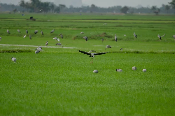 Cigüeña de pico abierto en el campo de arroz —  Fotos de Stock