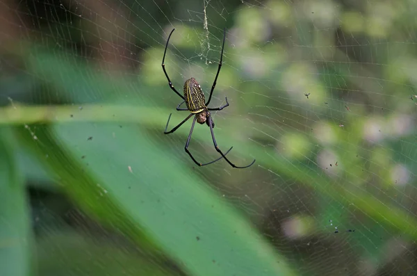 Gaint Long-jawed Orb-weaver in the net — Stock Photo, Image