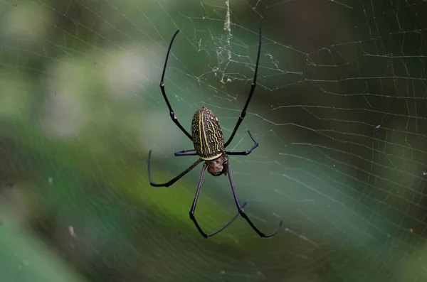 Gaint Long-jawed Orb-weaver in the net — Stock Photo, Image