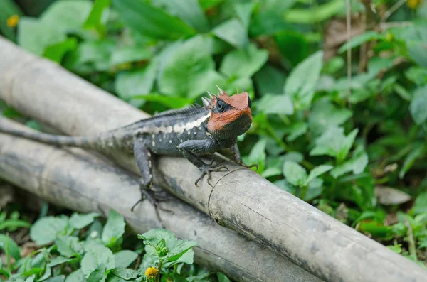 Masked spiny lizard on tree — Stock Photo, Image