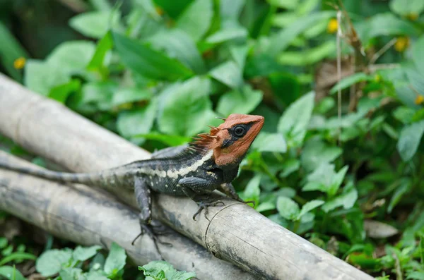 Masked spiny lizard on tree — Stock Photo, Image