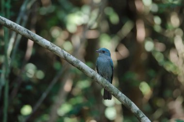 Verditer sinekkapan kuş erkek