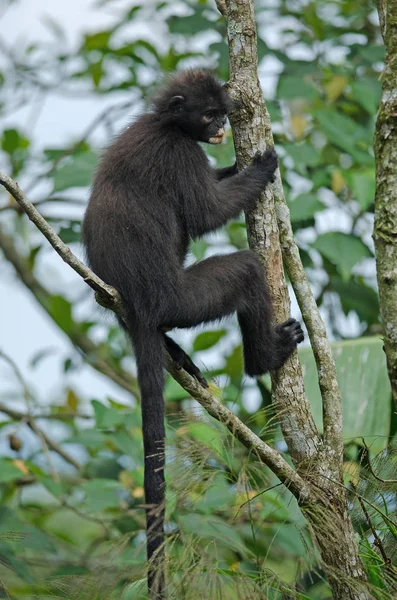 Lenguaje de la Bandera Negra (Presbytis femoralis ) — Foto de Stock