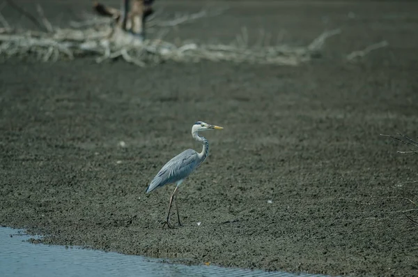 Graureiher (ardea cinerea)) — Stockfoto