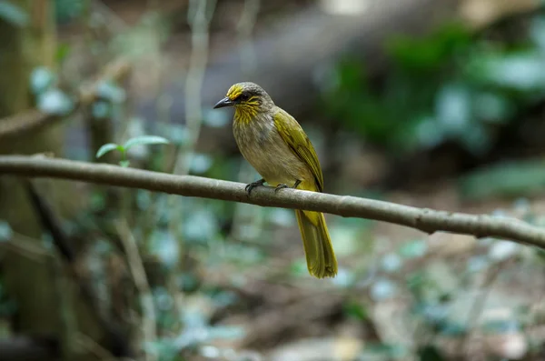 Proužek throated Bulbul pták, stojící na pobočku v přírodě — Stock fotografie