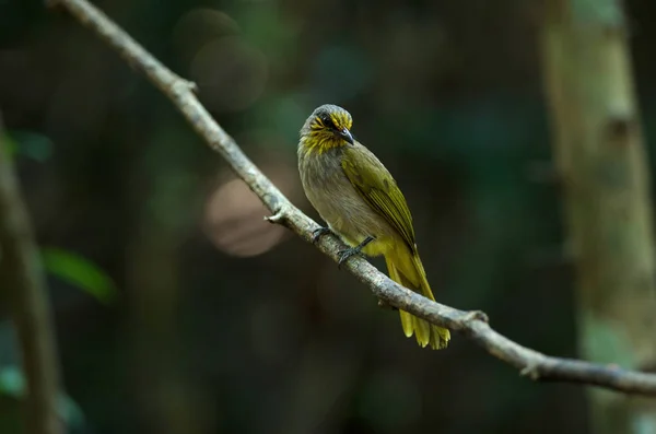 Bulbul Bird de garganta rayada, de pie sobre una rama en la naturaleza — Foto de Stock