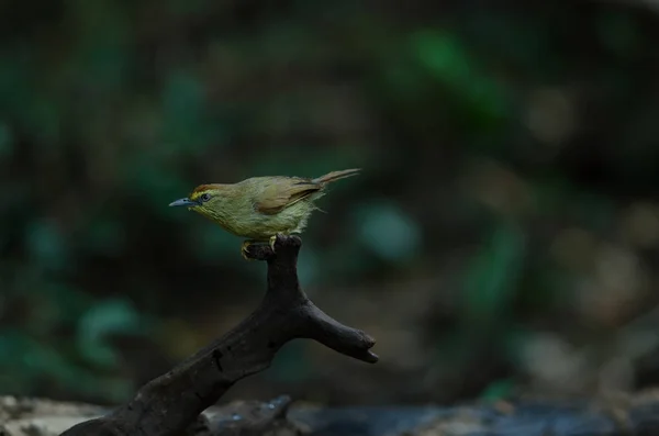 针条纹乳头鹛 (Macronus gularis ) — 图库照片