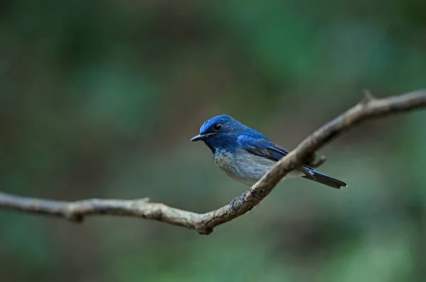 Apanhador de moscas azul de Hainan (Cyornis hainanus ) — Fotografia de Stock