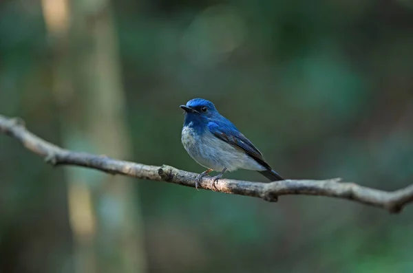 Captador de moscas azul de Hainan (Cyornis hainanus ) — Foto de Stock