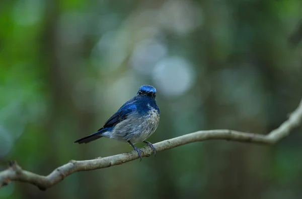 Apanhador de moscas azul de Hainan (Cyornis hainanus ) — Fotografia de Stock