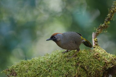 Doğada gümüş kulaklı laughingthrush