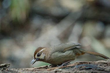 Beyaz kaşlı Laughingthrush kuş (Garrulax sannio)