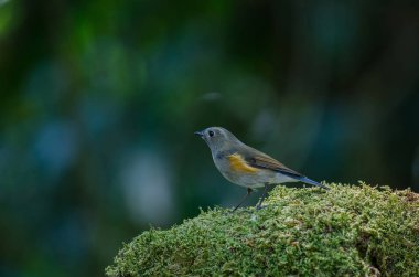 Himalaya Bluetail (Tarsiger rufilatus) erkek