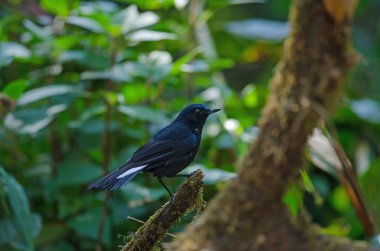 Mavi Robin (Cinclidium leucurum Beyaz kuyruklu)
