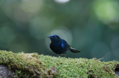 Mavi Robin (Cinclidium leucurum Beyaz kuyruklu)